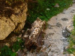 2013-08-18_Regina-F-Rau_Schachenhaus (002).JPG